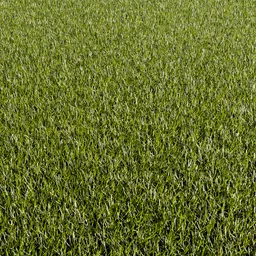 Grass (lawn) procedural