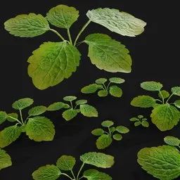 Weed plant for scattering