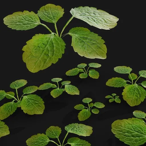 Weed plant for scattering