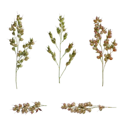 AD Sorghum bicolor Fruit 02