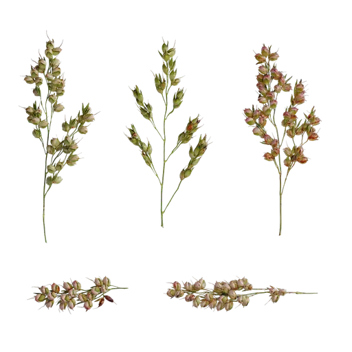 AD Sorghum bicolor Fruit 02