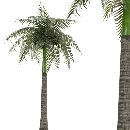 Imperial palm tree