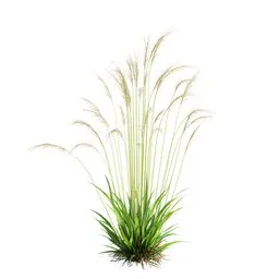 Grass Molinia Caerulea