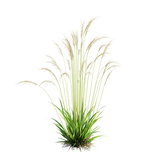 Grass Molinia Caerulea