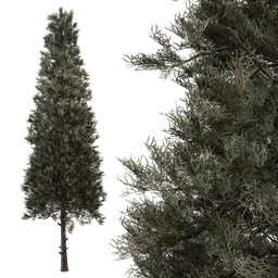 Detailed 3D tree model with realistic textures, available in Blender format and rendered with Cycles.
