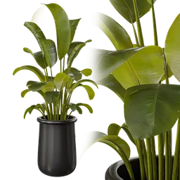 Indoor plant A
