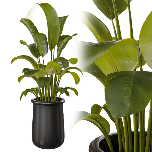 Indoor plant A