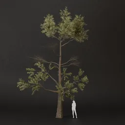 SJ-Spring Roots Pine Tree