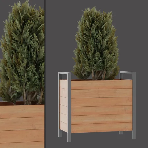 Conical Green Shrub