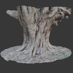 Ancient Tree Trunk