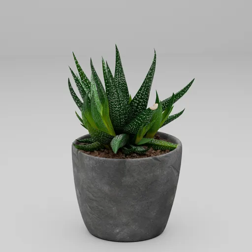 Gasteria Succulent Pot