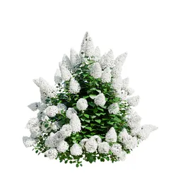 Hydrangea Paniculata White