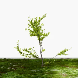 Baby Tree