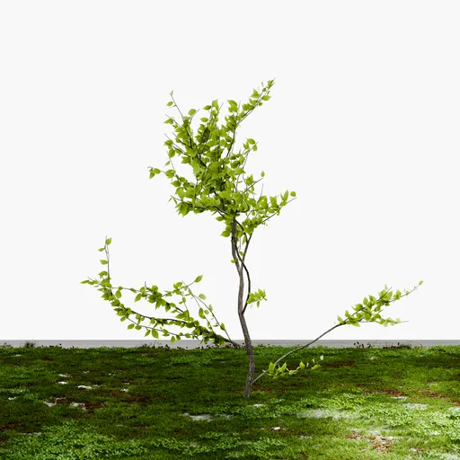 Baby Tree