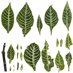 PX Aphelandra squarrosa Leaf