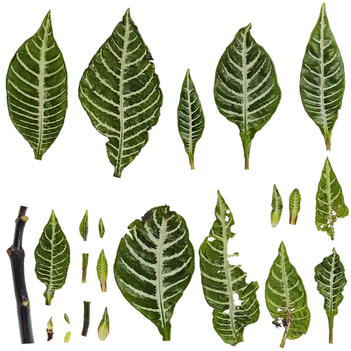 PX Aphelandra squarrosa Leaf
