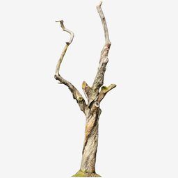 "Dead Tree PBR Scan Big 3D model for Blender 3D. Created through Photogrammetry with 4K textures. Perfect for realistic forest scenes in gaming and visual effects."
