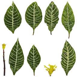 PX Aphelandra squarrosa Atlas