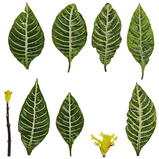 PX Aphelandra squarrosa Atlas