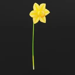 Daffodil Flower