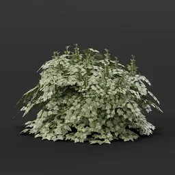 Realistic 3D cranberry bush model, detailed foliage, optimized for game environments and diverse 3D scenes in Blender.