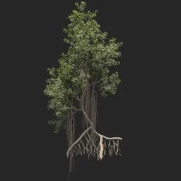 Mangrove Tree + animation