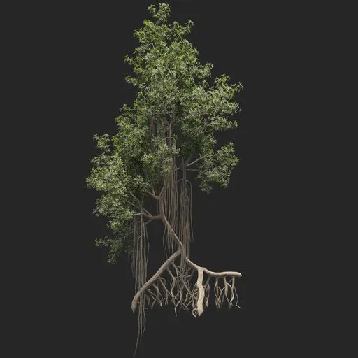 Mangrove Tree + animation