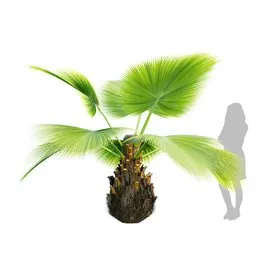 Palm Pritchardia Pacifica Small 3