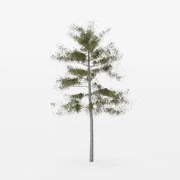 Highly detailed Blender 3D evergreen pine model with accurate textures and foliage, ideal for landscape rendering.