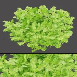 Fresh Cilantro Leaves