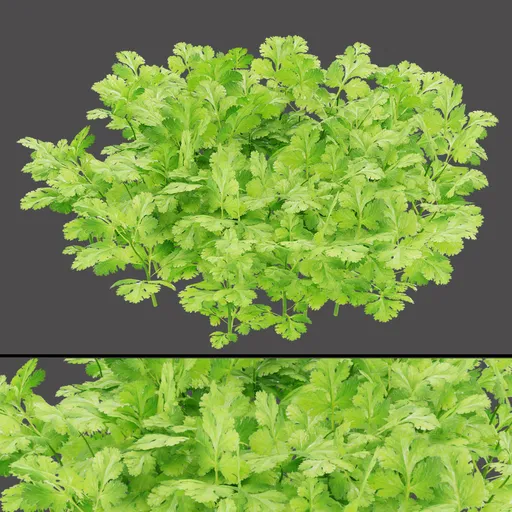 Fresh Cilantro Leaves