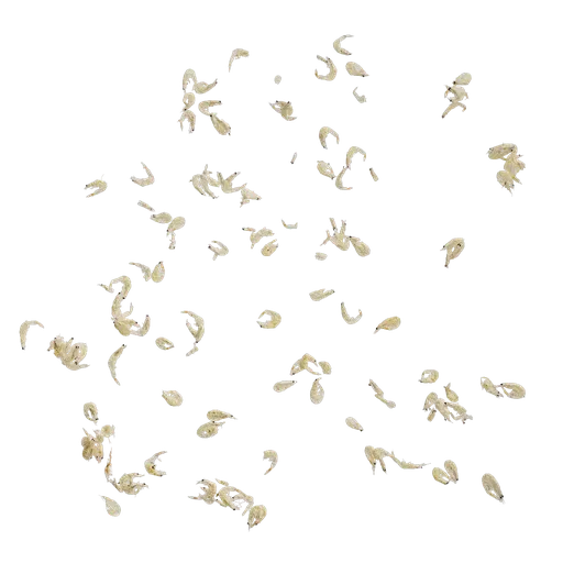 PX Dried shrimp
