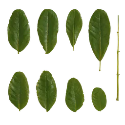 AD Kigelia africana Leaf 05