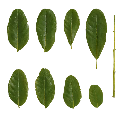 AD Kigelia africana Leaf 05