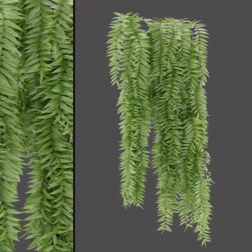 Hanging Vine Plant