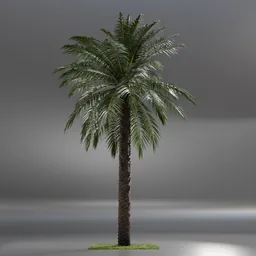 Dactylifera Palm Tree animated