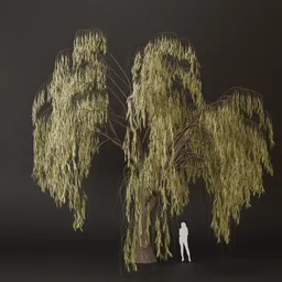 SJ-Dream of Branches