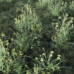 Grass Tall Golden Flower