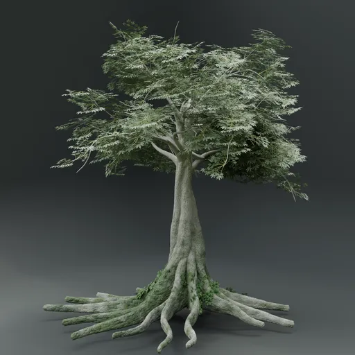 Ceiba Tree