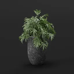 Fern Plant