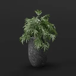 Fern Plant