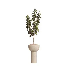 Rubber Ficus Elastica Abidjan Melany03