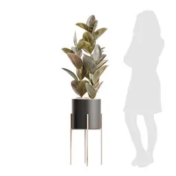 Indoor Plant Rubber Ficus Elastica