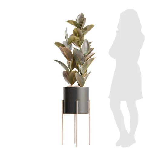 Indoor Plant Rubber Ficus Elastica