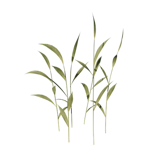 Wild Grass Patch