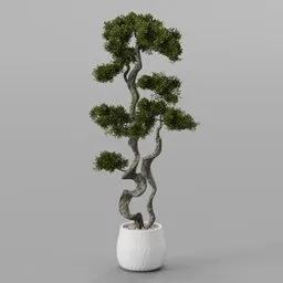 Bonsai tree