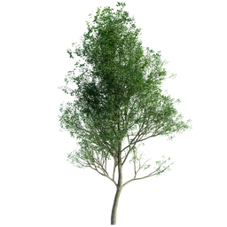 Detailed 3D render of a lush, green tree suitable for Blender graphic projects.