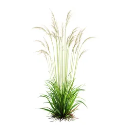 Grass Molinia Caerulea