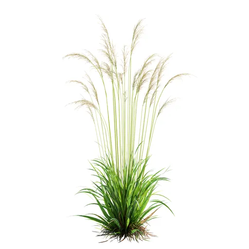 Grass Molinia Caerulea