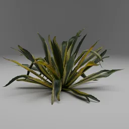 Agave Plant